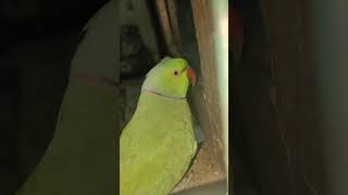 indian ringnecks parrot talking #mithukibatain #viral