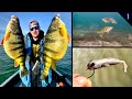 Jumbo Perch Fishing Drop Shot | Jigs | PROBLEMS?!