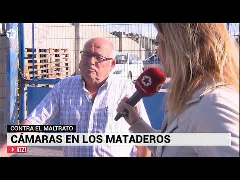 TeleMadrid: cámara oculta en matadero de Madrid - YouTube