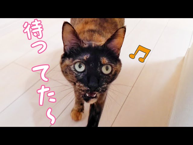 【猫モモちゃんさま専用】 20240424 モモちゃん🍑里親さんのもとへ… - 青い猫の星