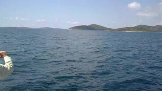 Treti Setkani S Delfiny A Pak Se Mi Vybil Mobil. Nastesti Si Hodne Pamatuju...