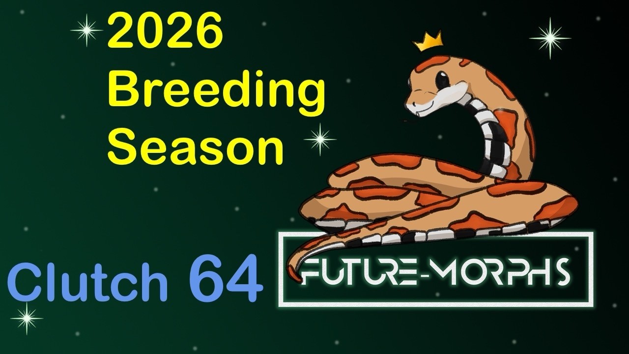 Clutch 64: My First Double Clutch of the Season | Future-Morphs