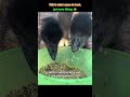 Wenn Man Ein Emu Ist Macht Man Eben Emu Sachen Schwerkraft Emu FürDichSeite Lustig Lusti