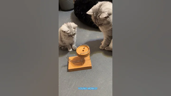 Watch the video about The Siberian cat is pure fluff royalty ❄️👑🐾#SiberianCat #FluffyCat #SnowCat #CatLovers #PetShorts