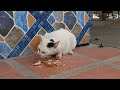 人間の残り物だけど大事な食事です
