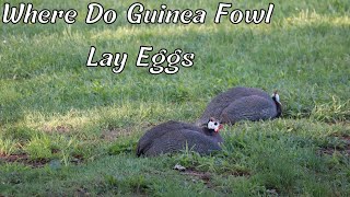 On The Hunt For Guinea Fowl Eggs