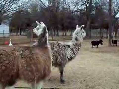 Laura's Llamas