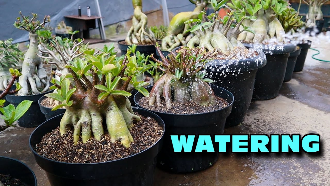 How to Water Good and Right Adenium Plants. ( subtitle ) Desert Rose ...