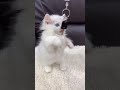 【美猫】かわいすぎる...白くてふわふわの子猫♡ #Shorts