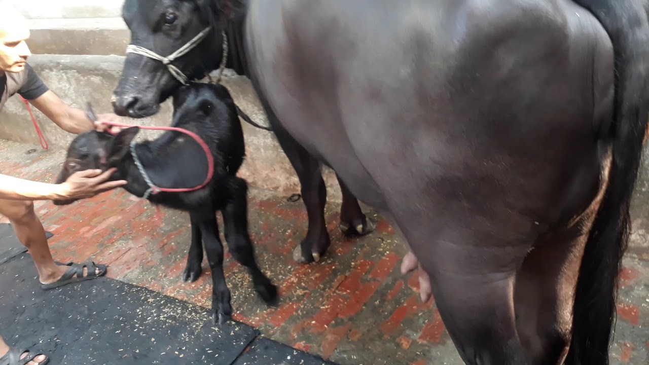 Pannu dairy farm jind haryana mo 9416719455 YouTube