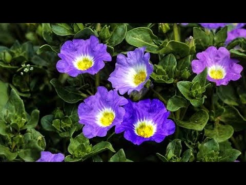 Video: Nolana Plant Care - Paano Palaguin ang Chilean Bell Flower Plant