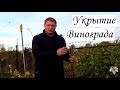 Укрытие винограда на зиму. Виноград 2018
