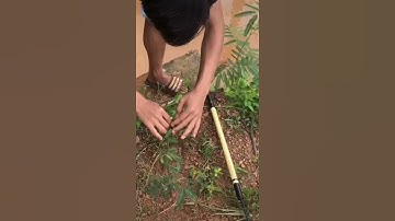 Giật cá rô đồng mỏi tay bằng mồi này