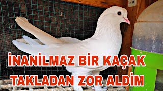 I MANAGED TO LAND THE BIRD WITH DIFFICULTY AFTER AN INCREDIBLE SOMERSAULT.