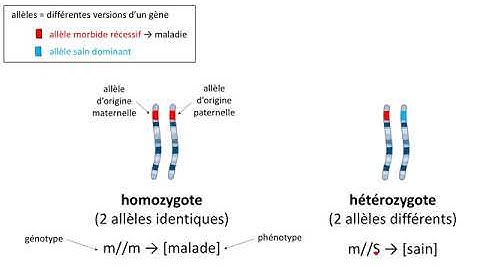 Comment démontrer qu'une maladie héréditaire se transmet de manière récessive ?
