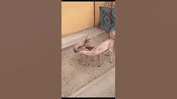 تزاوج الغزال الدماني 