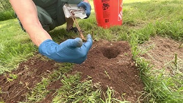 Setting a gopher cinch trap