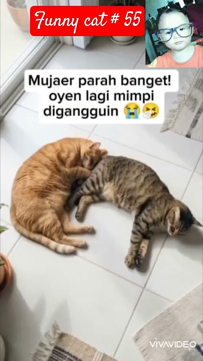 #funny cat part 55