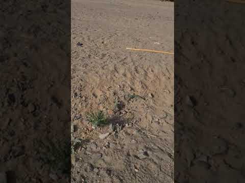 الرعي الجائر