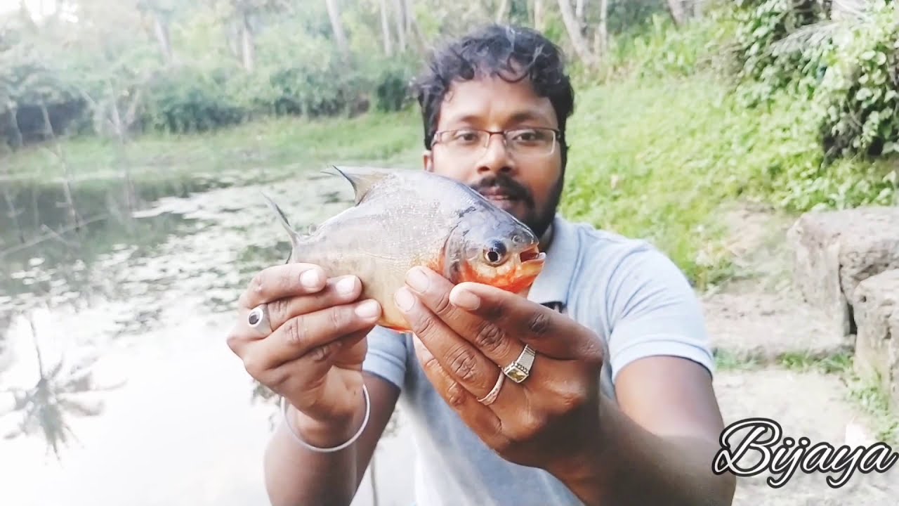 Fish hunting  traditional fishing catching piranha  best 