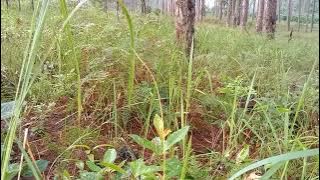 bấy chim đađa sáng (5/8/2022)