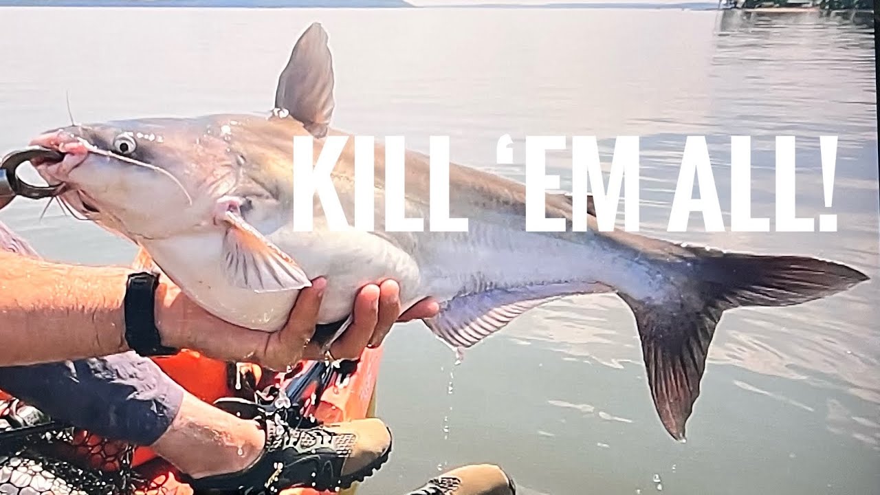 Why Blue Catfish NEED to be harvested  //   Invasive Catch to Cook (sort of)