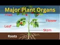 The Amazing World of Plant Organs and Their Functions