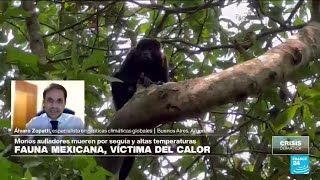 Álvaro Zopatti: 'Muerte de monos en México tendría que ver con el calentamiento global' • FRANCE 24