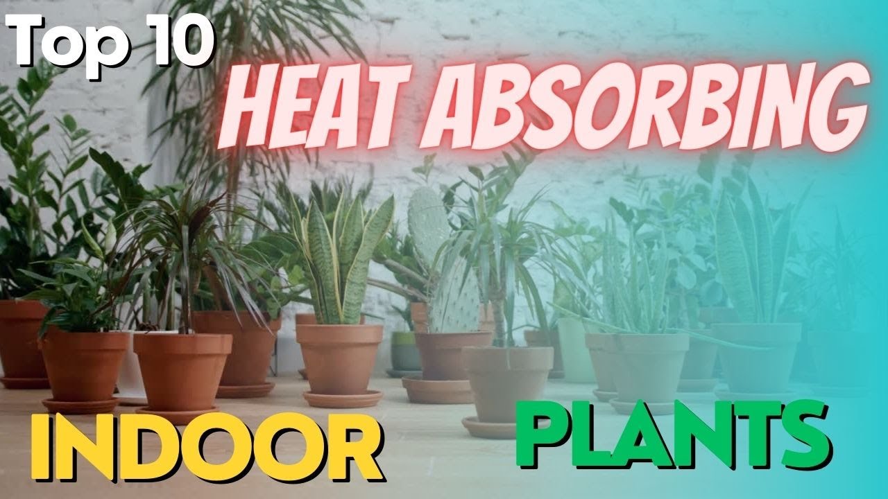 Top 10 Heat Absorbing indoor Plants for Cooling Heat absorbing plants