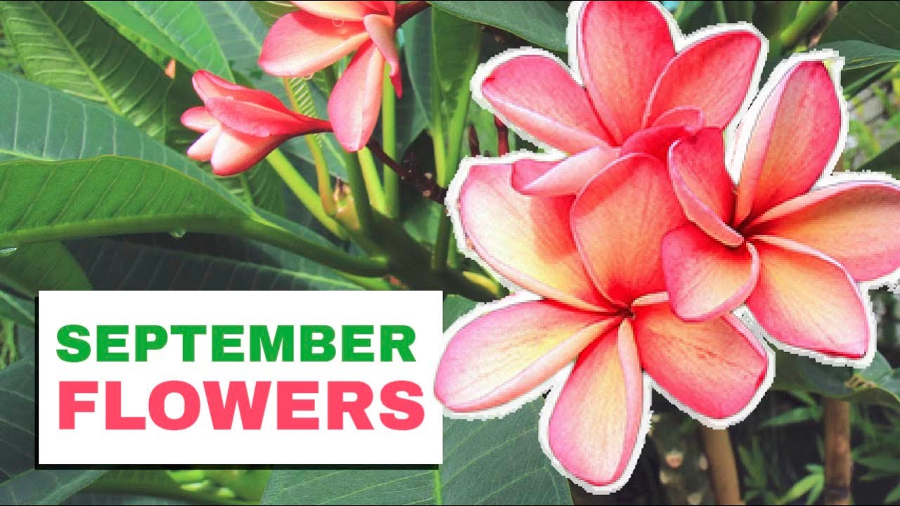 What Flower Plants To Grow In The Month Of September Flowers To what-flower-plants-to-grow-in-the-month-of-september-flowers-to