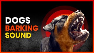 Dogs BARKING Compilation (See How Your DOG REACTS 🐶)