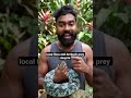 Did you know this snake ?🤔 #venomus #snake #attack #viral #trending #foryou #foryoupage #wildlife