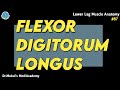 Flexor Digitorum Longus Muscle Explained:Origin,Insertion,Action|87