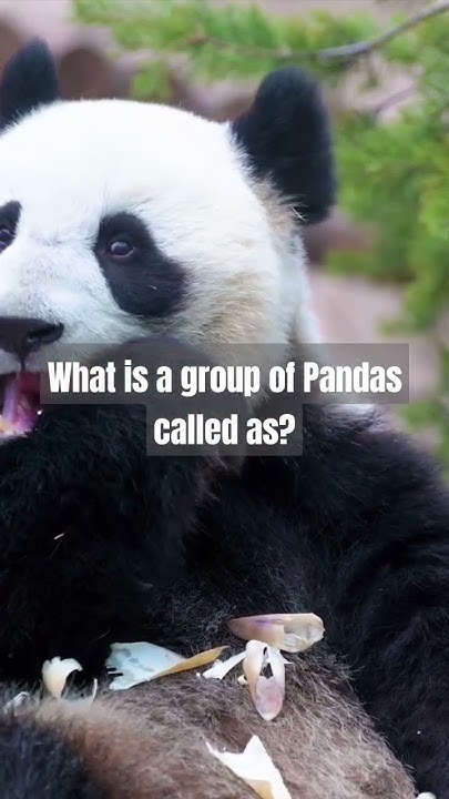 What is a group of Pandas called as? #ytshorts #shorts #shortsfeed #