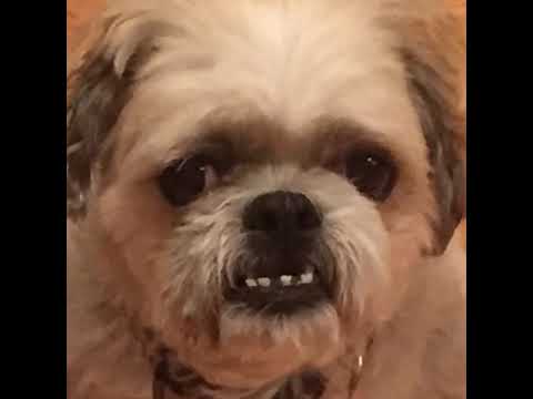 Delilah dog talks about cheating on her