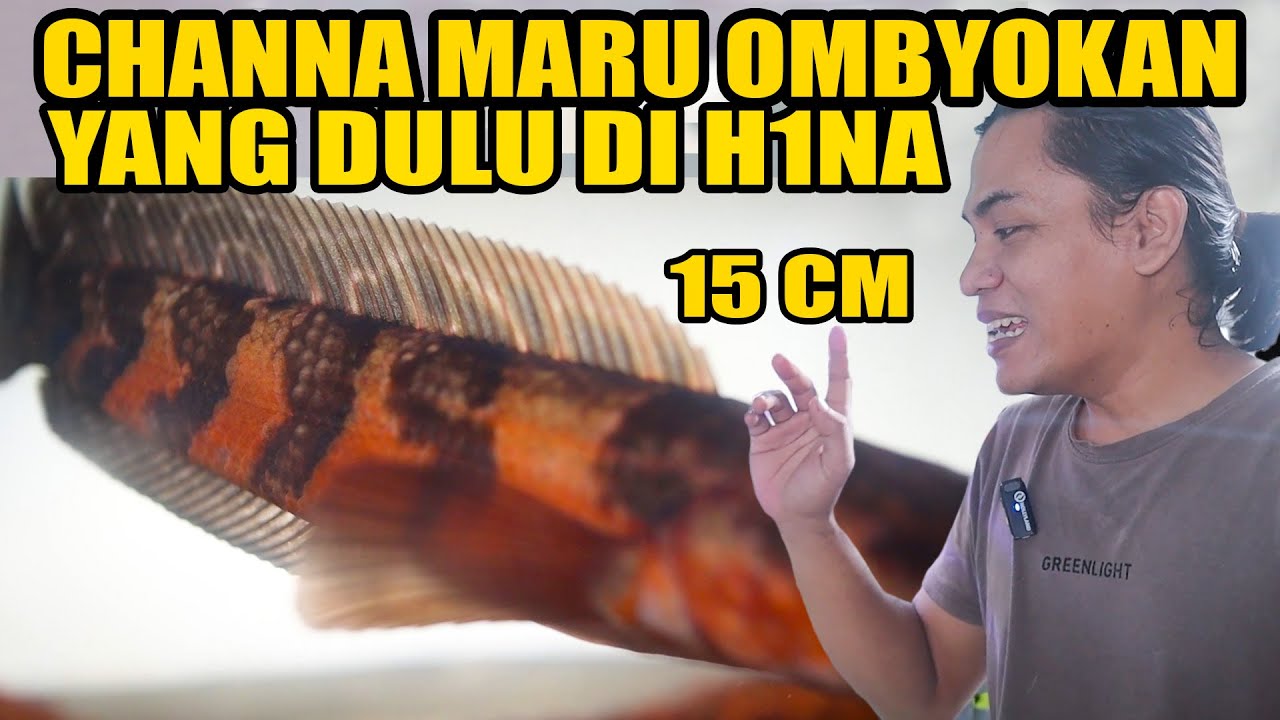 DULUNYA IKAN CHANNA INI GAK ADA YANG MAU,SEKARANG MALAH BANYAK YANG NAWAR