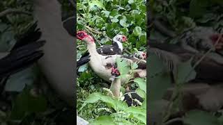 Duck farming video #duck #duckfarming #tusukhamar #shrots