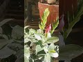 mandvilla plant .... #plants