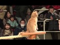 なかなか見れない猫によるショー　ザ・キャッツ　那須どうぶつ王国へ行って来ました…