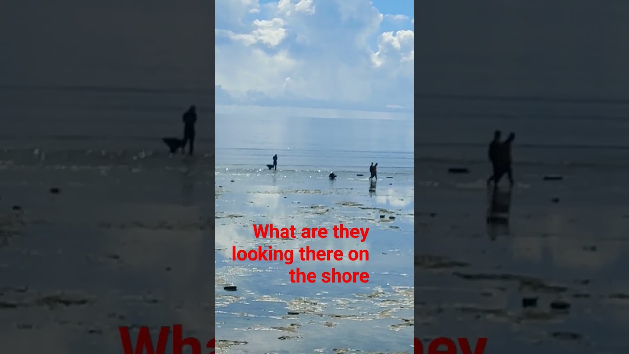 I wonder what they were looking on the shore when  it is too hot 