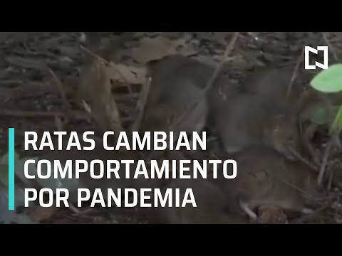 Ratas cambian comportamiento por pandemia por Coronavirus, alertan peligro - Hora 21