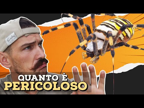 Video: L'argiope keyserlingi è velenoso?