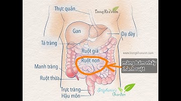 Tiêu hóa & Đường ruột (Phần 4): Tác hại của thực phẩm lợi khuẩn (lên men) và Mảng bám thành ruột