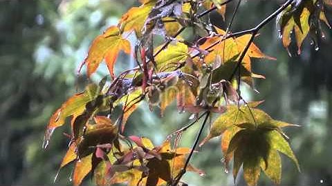 Autumn Rain - Maple Trees - 2
