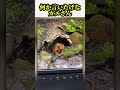 何か言いたげなカメさん