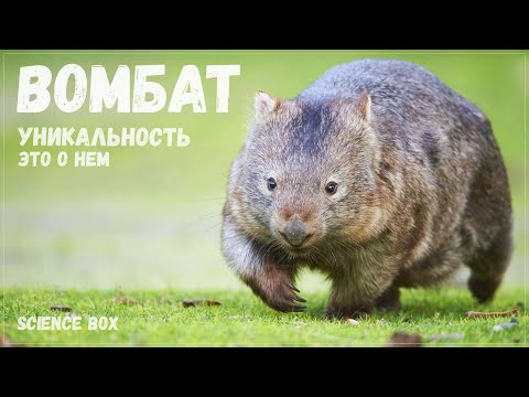 ВОМБАТ - зубатое сумчатое с крепкой попкой - SCIENCE BOX