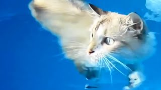 Funny Compilation. Swimming Cat. Katzen schwimmen. Подборка. Кот любит плавать.