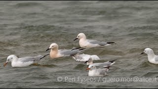 Uccelli a dondolo - Mix of Water birds