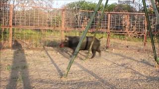 30' Hog Trap by Goin Fencing Big Boy 2012