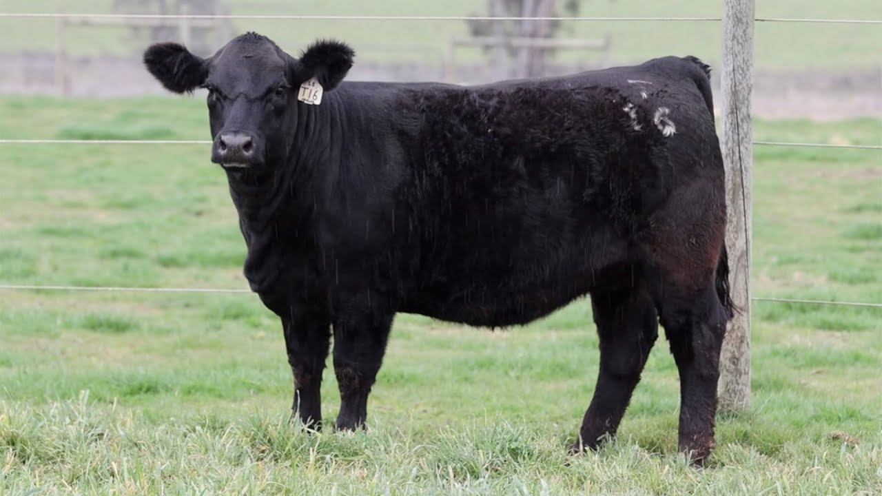 Lot 50 SHLPT016 HOBBS LIVESTOCK 2023 YouTube